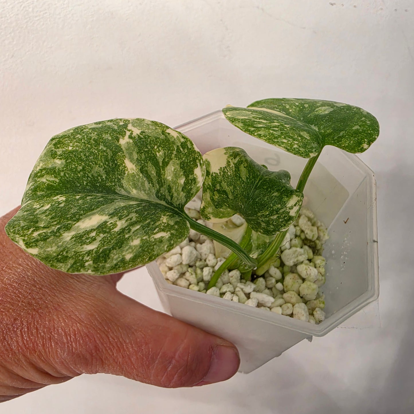 Monstera Crème Brûlée – Exact Plant No. 6 - See Description