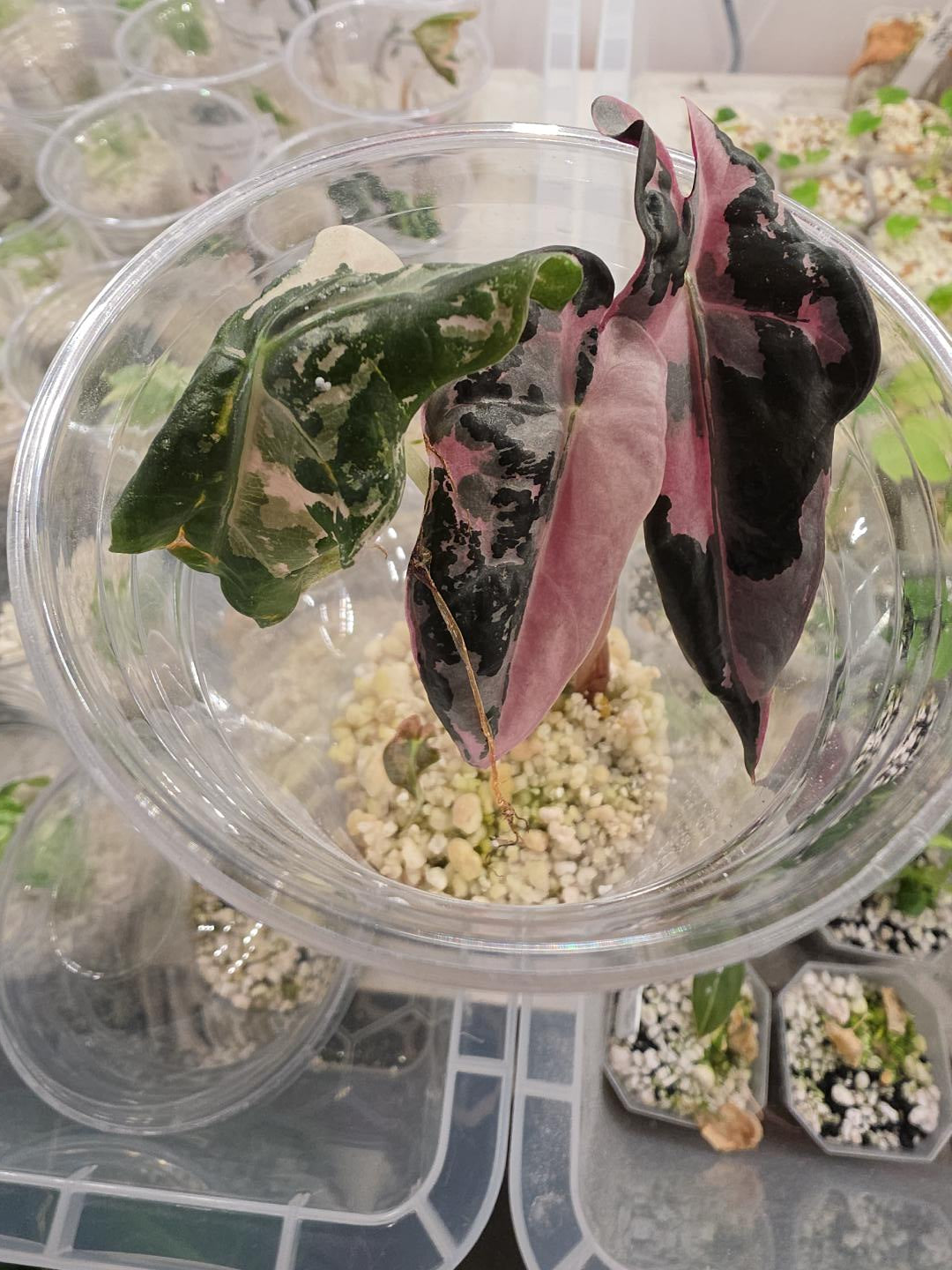 Alocasia Pink Nobilis Variegata - 🌸 see description