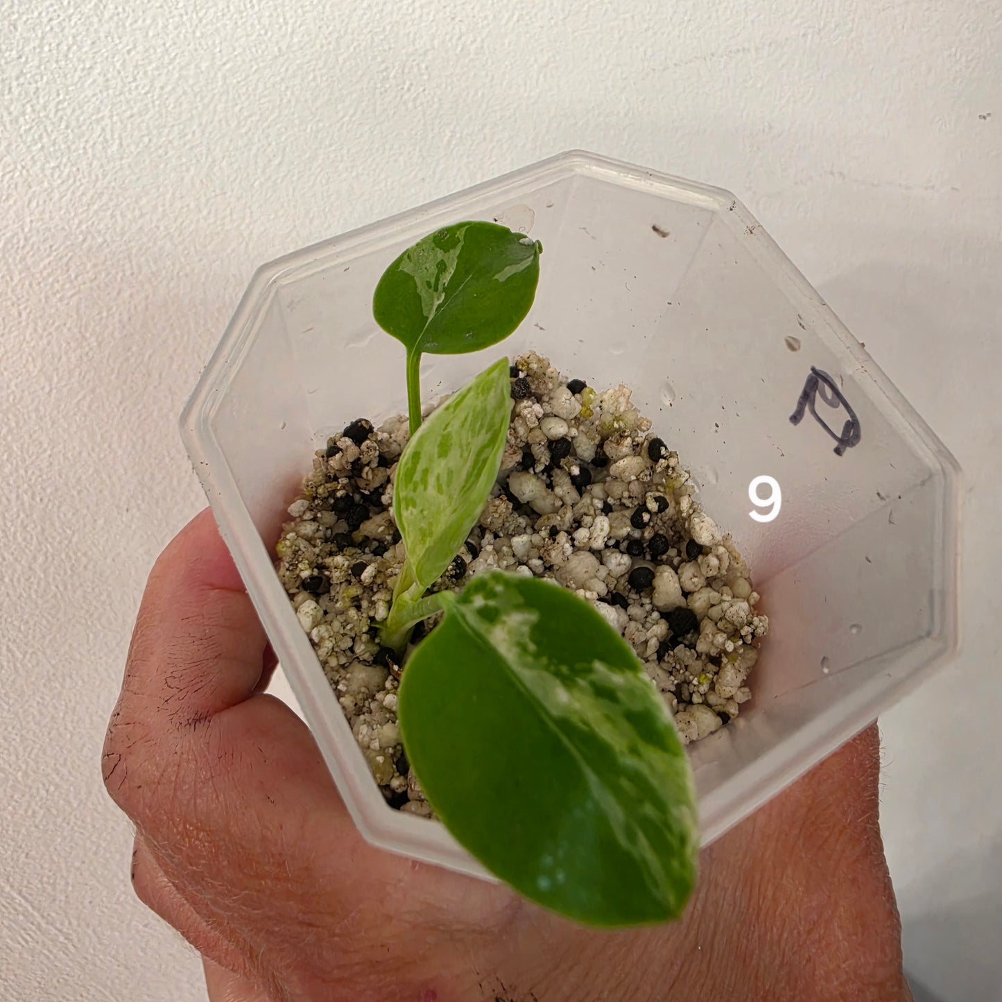Monstera Bulbasaur 7cm pot – Choose Your Own