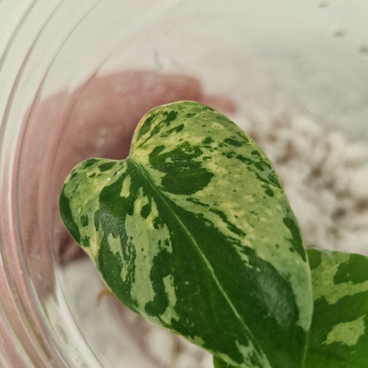 Pre-order Monstera Bulbasaur – Young TC Plantlet Exact Plant (1-2)