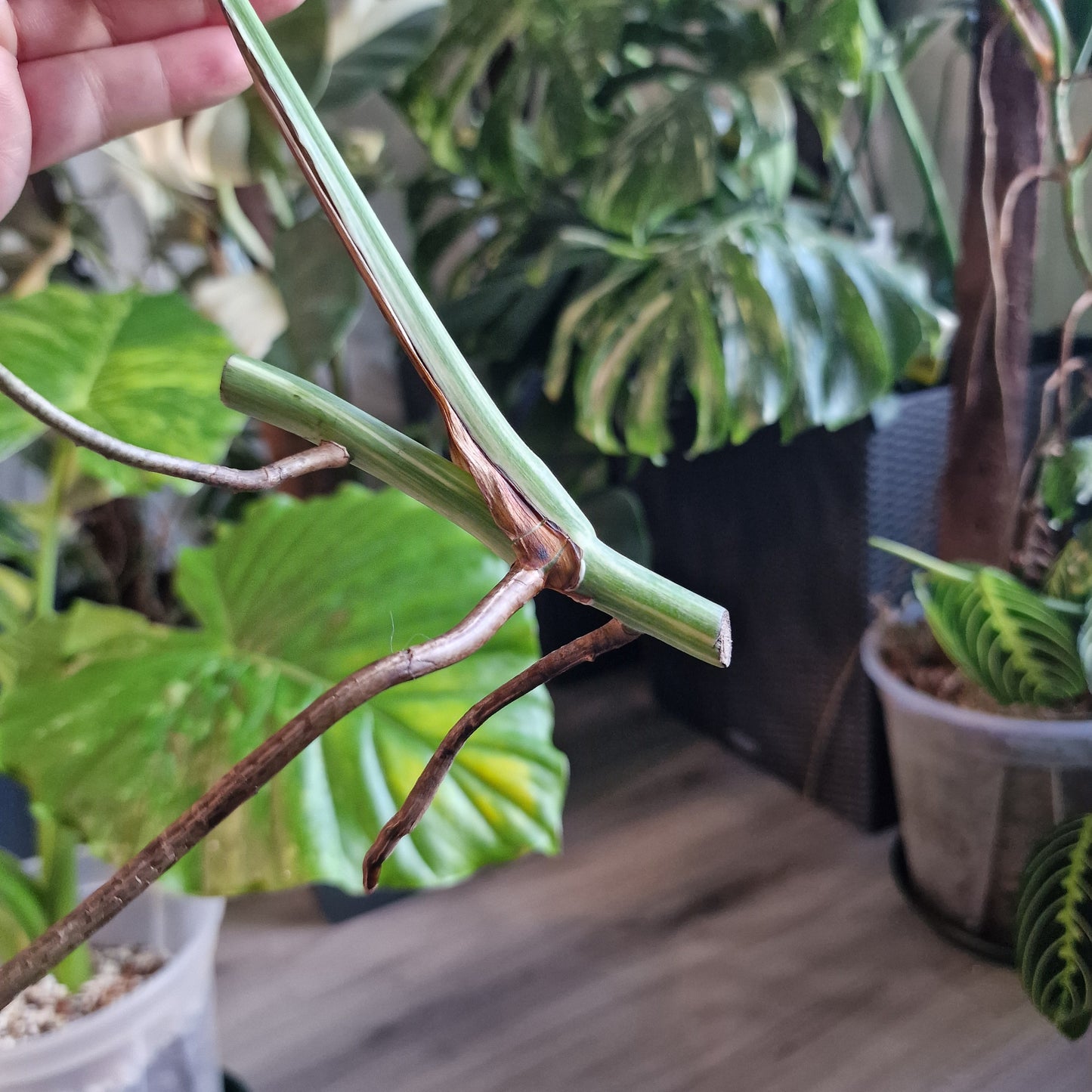 Monstera Albo Highly Variegated Middle Cutting