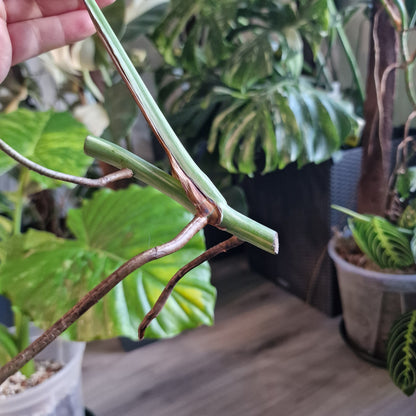 Monstera Albo Highly Variegated Middle Cutting