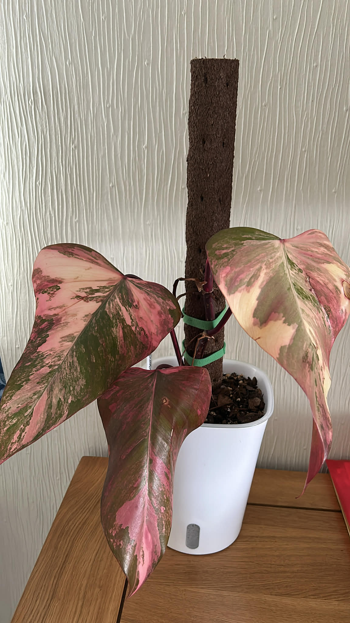 Kratiste Biobased Bark Effect 45cm x 4cm Climbing Pole - comes with 15 pack of clips - connector not inc