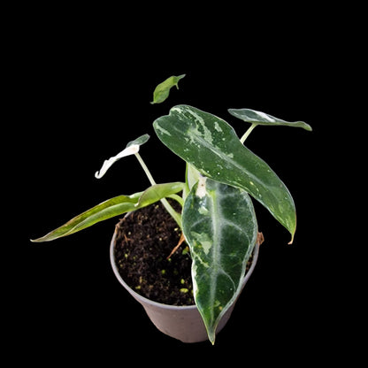 Alocasia Green Bambino Variegated Rare Houseplant 6cm pot (1)