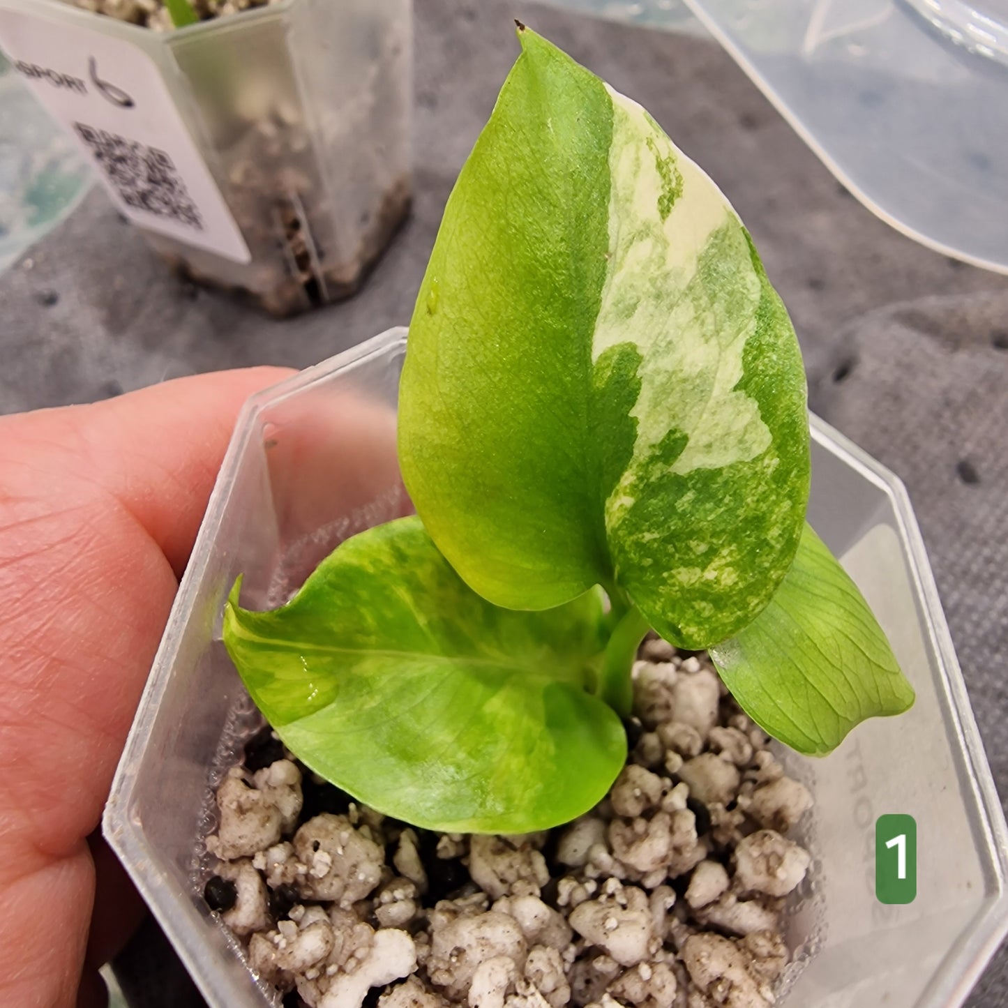 PRE-ORDER – Monstera Aurea – Select Your Plant
