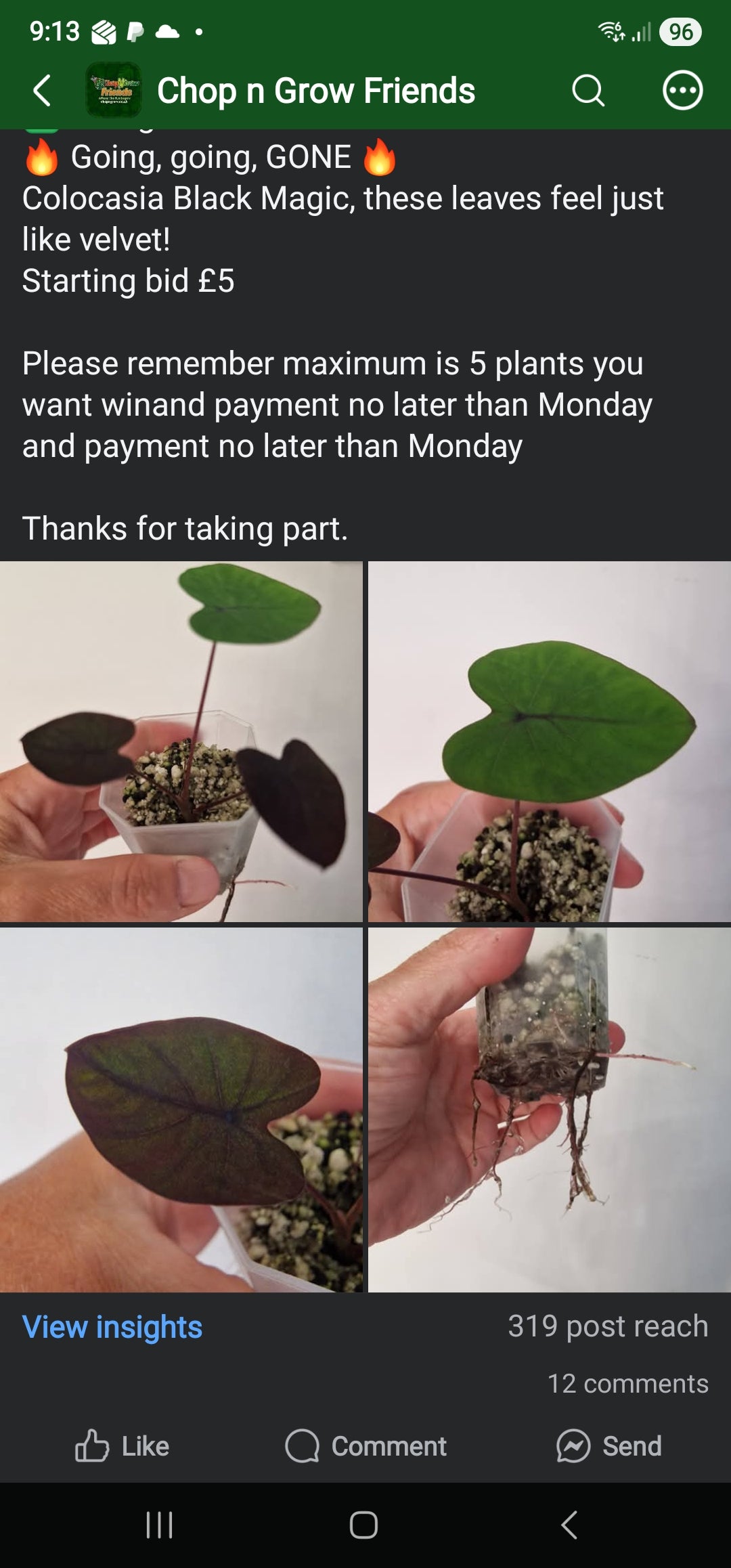Chop n Grow Friends sale - Steph Colocasia Black Magic