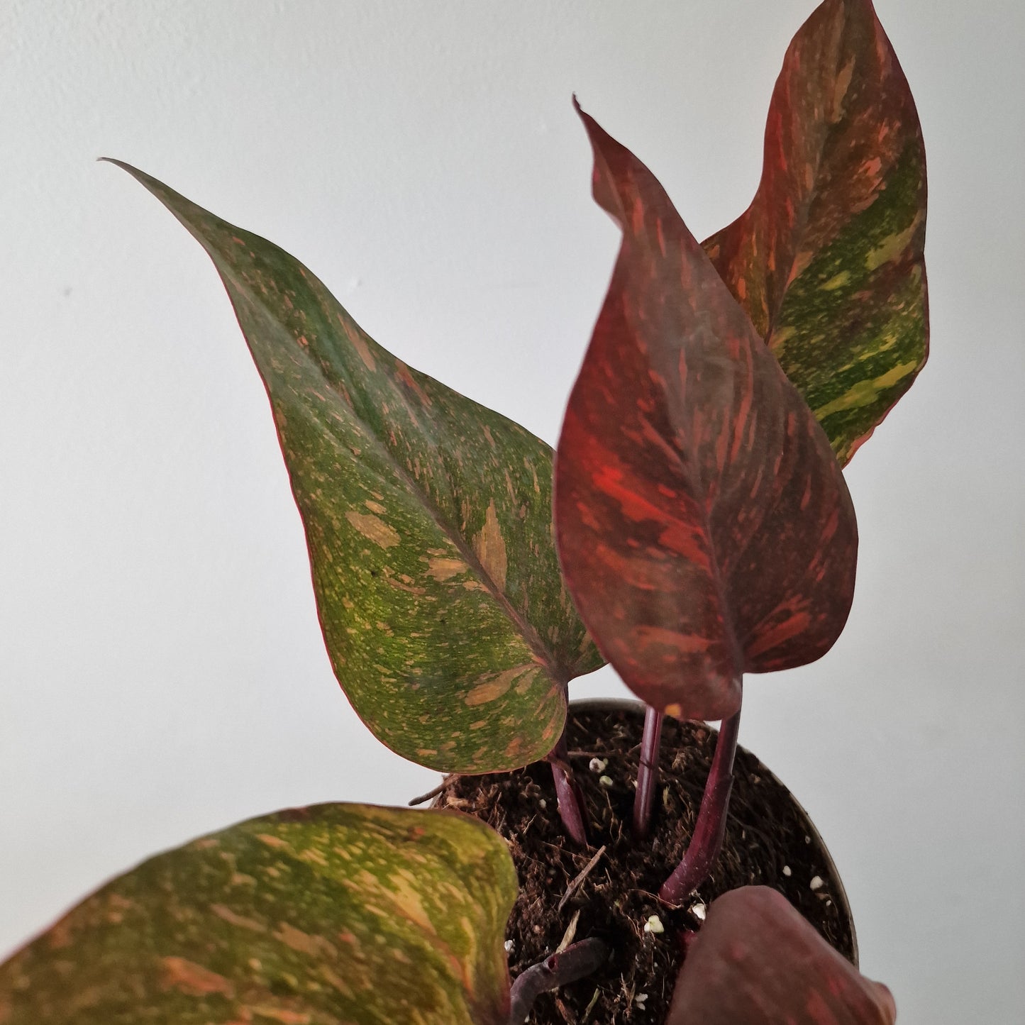 Philodendron Orange Princess – Premium Variegated Selection (#3)