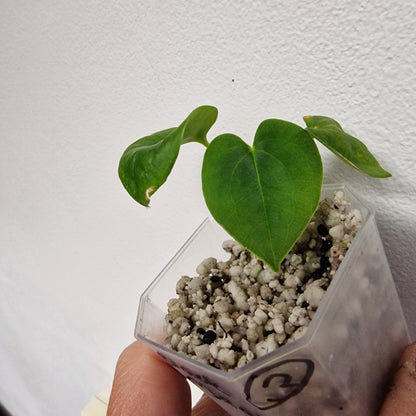 Anthurium Black Magic exact plant (#3)