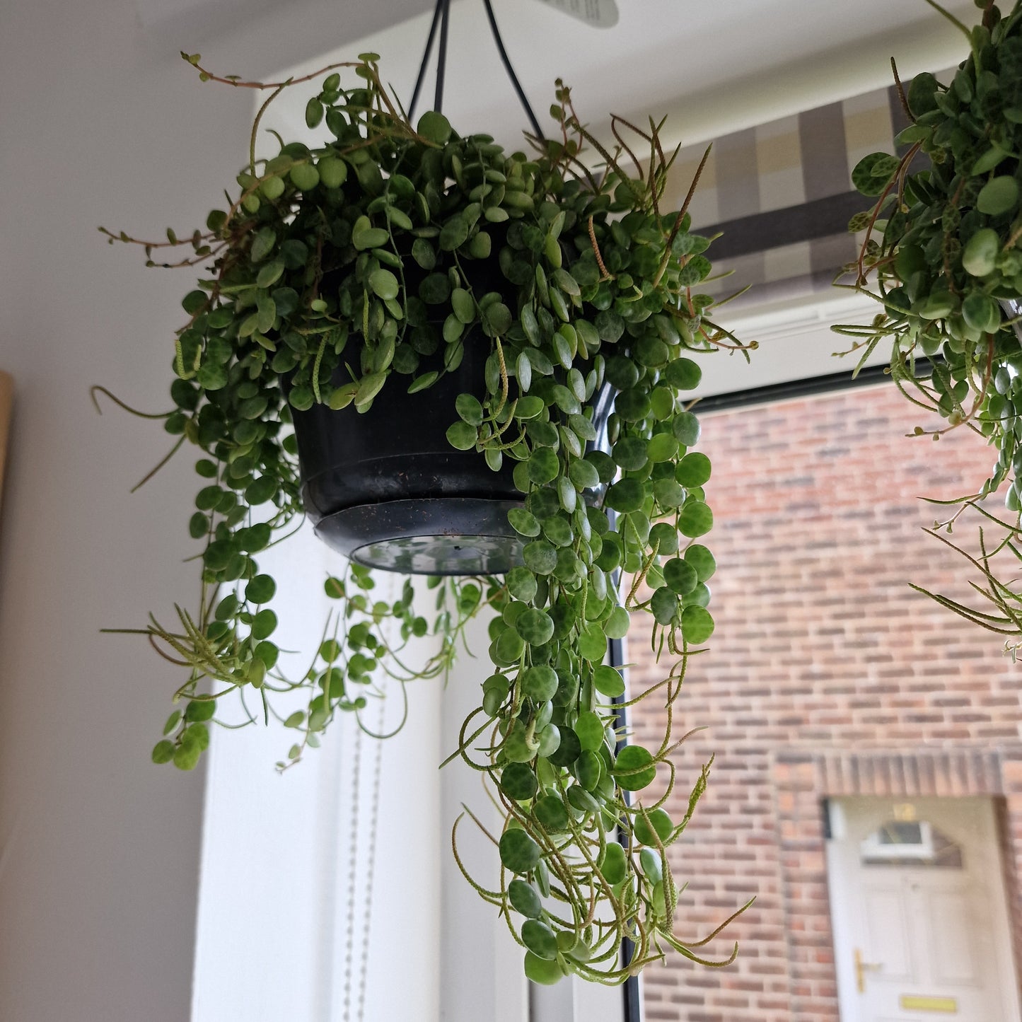 Peperomia Prostrata Rare Trailing Houseplant 14cm pot