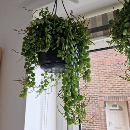 Peperomia Prostrata Rare Trailing Houseplant 14cm pot