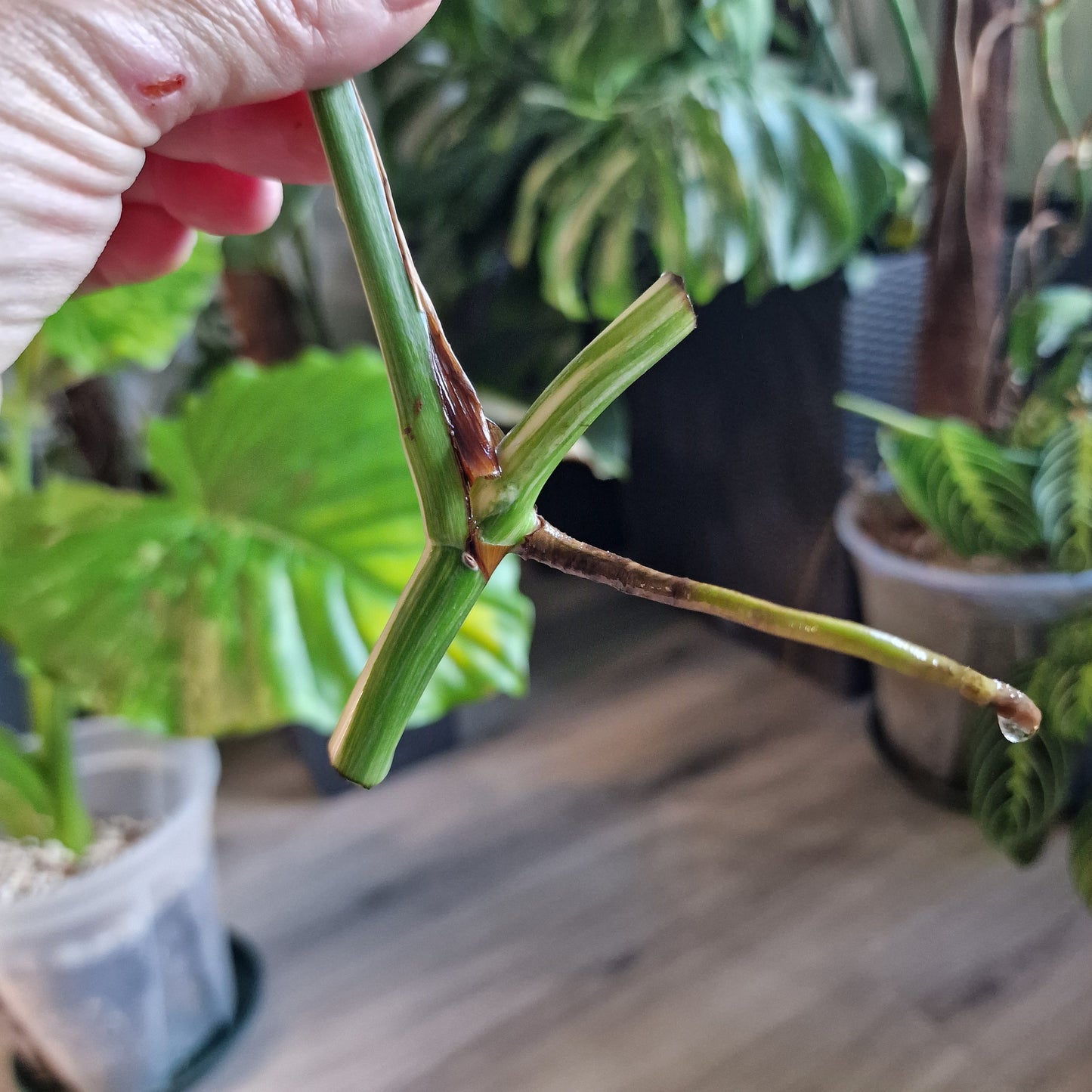 Monstera Albo Highly Variegated Middle Cutting