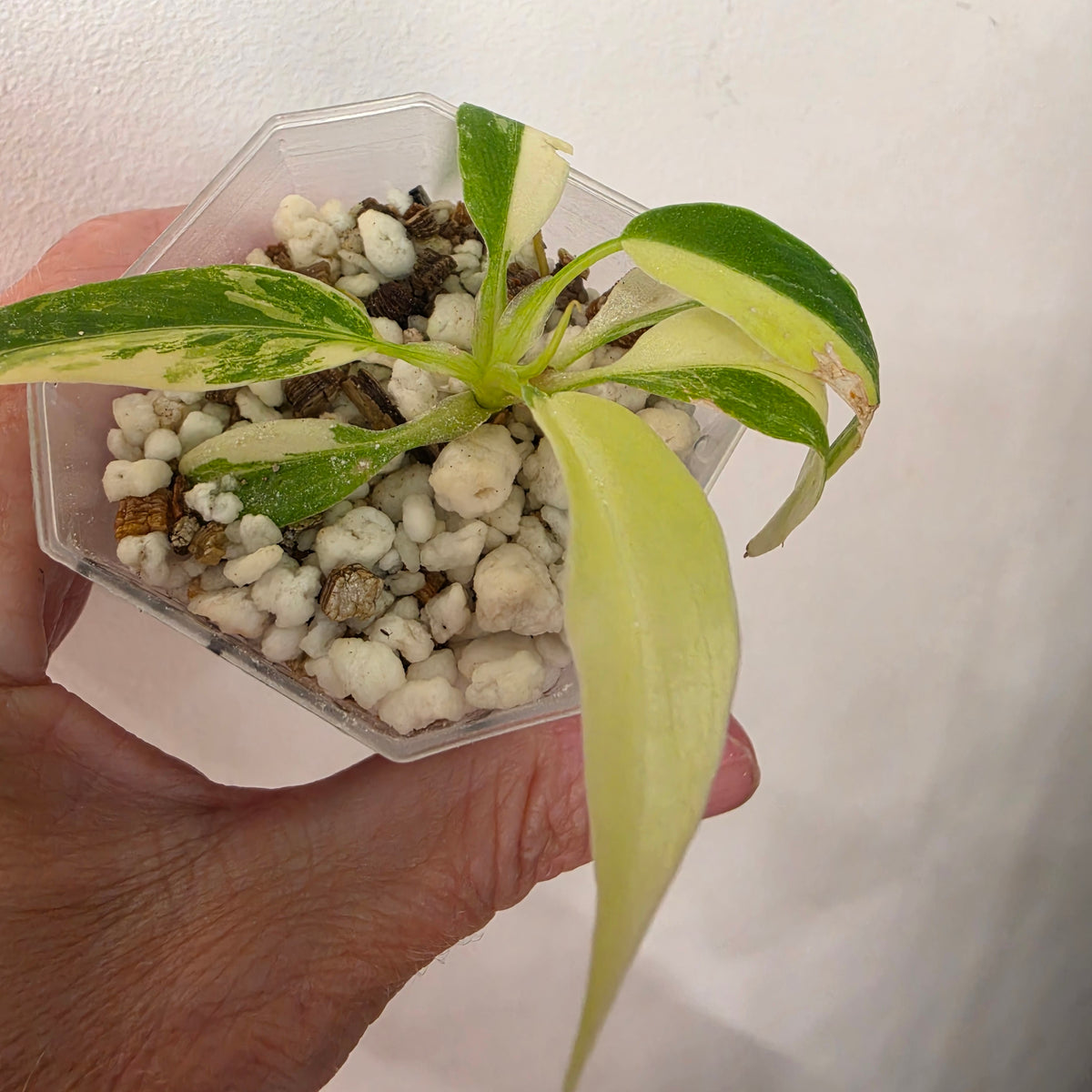 Philodendron Radiatum Variegatum – Exact Plant #1