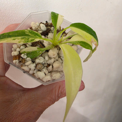 Philodendron Radiatum Variegatum – Exact Plant #1