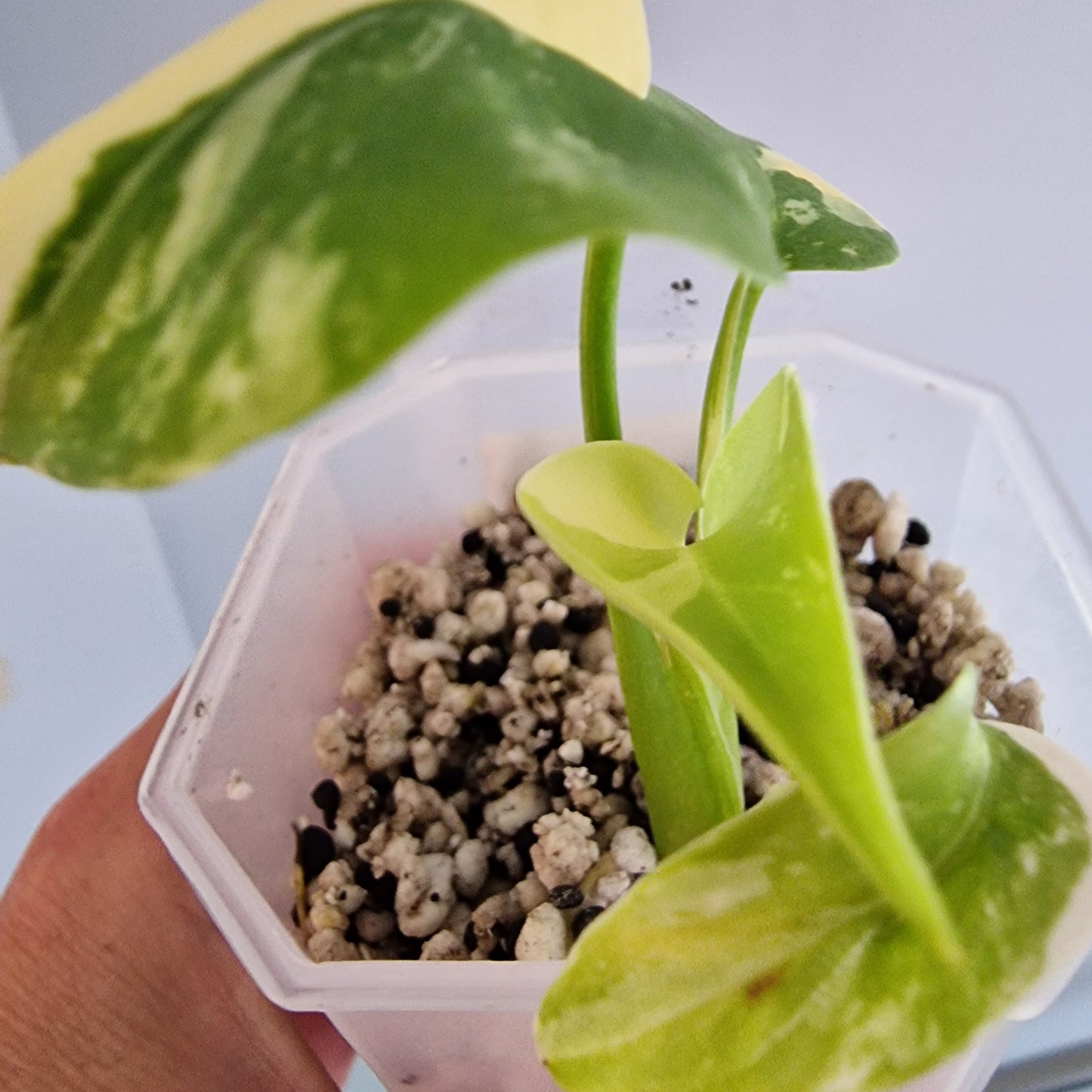 Monstera Lemon Lime Pom Pom see description