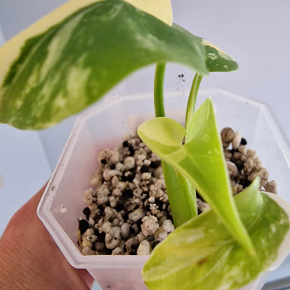 Monstera Lemon Lime Pom Pom see description