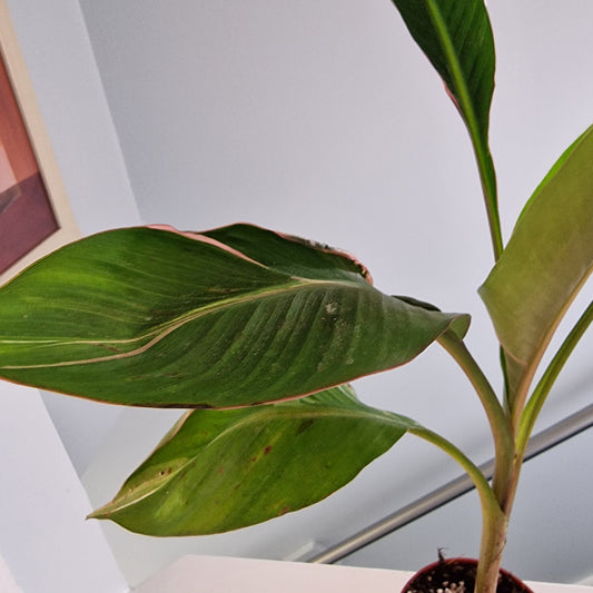 Musa Nono Rare Houseplant approx 50cm tall 10.5cm pot (4)