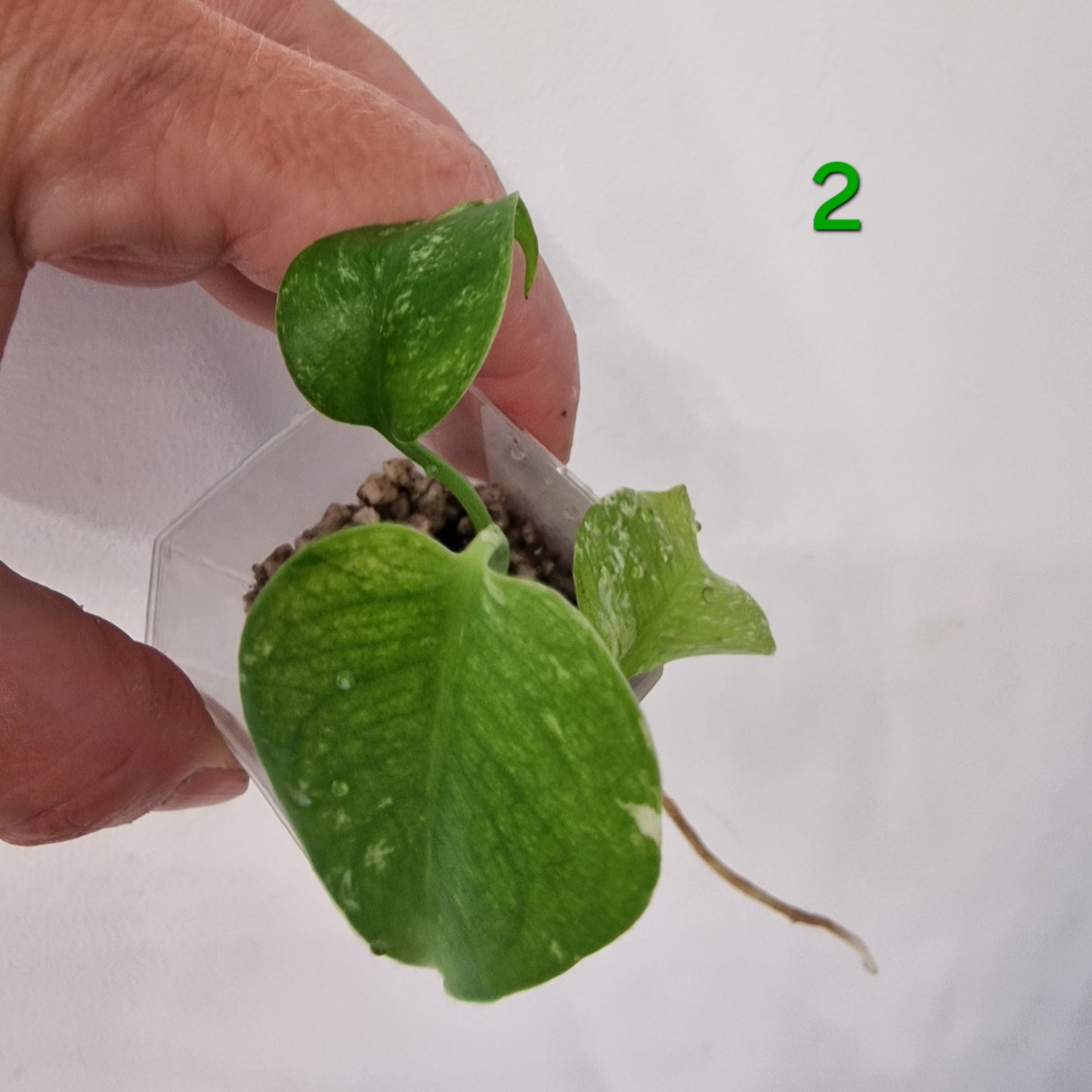 White Monstera – Choose Your Plant