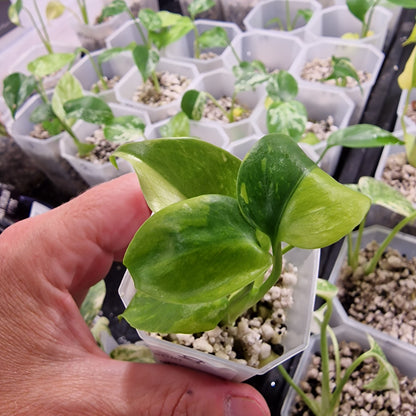 Monstera Electrolight Variegated – Exact Plant (#8)