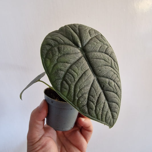 Alocasia Melo Rare Houseplant 6cm pot