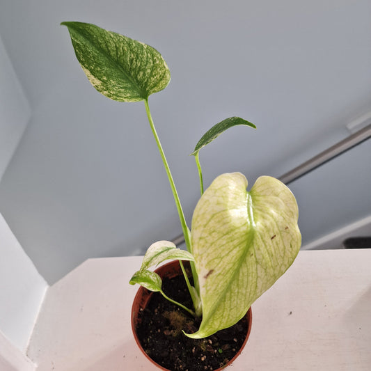 Monstera Mint Rare Houseplant 10.5cm pot (e)