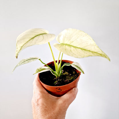 Monstera Deliciosa Mint Variegata Rare Houseplant 10.5cm pot (3)