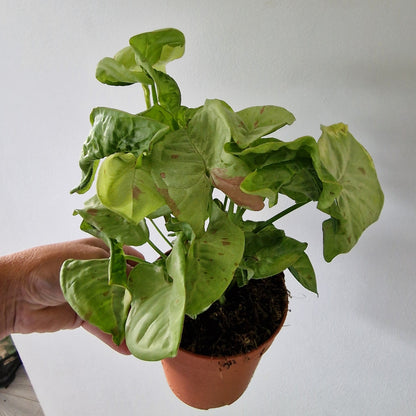 Syngonium Confetti Houseplant 12cm pot