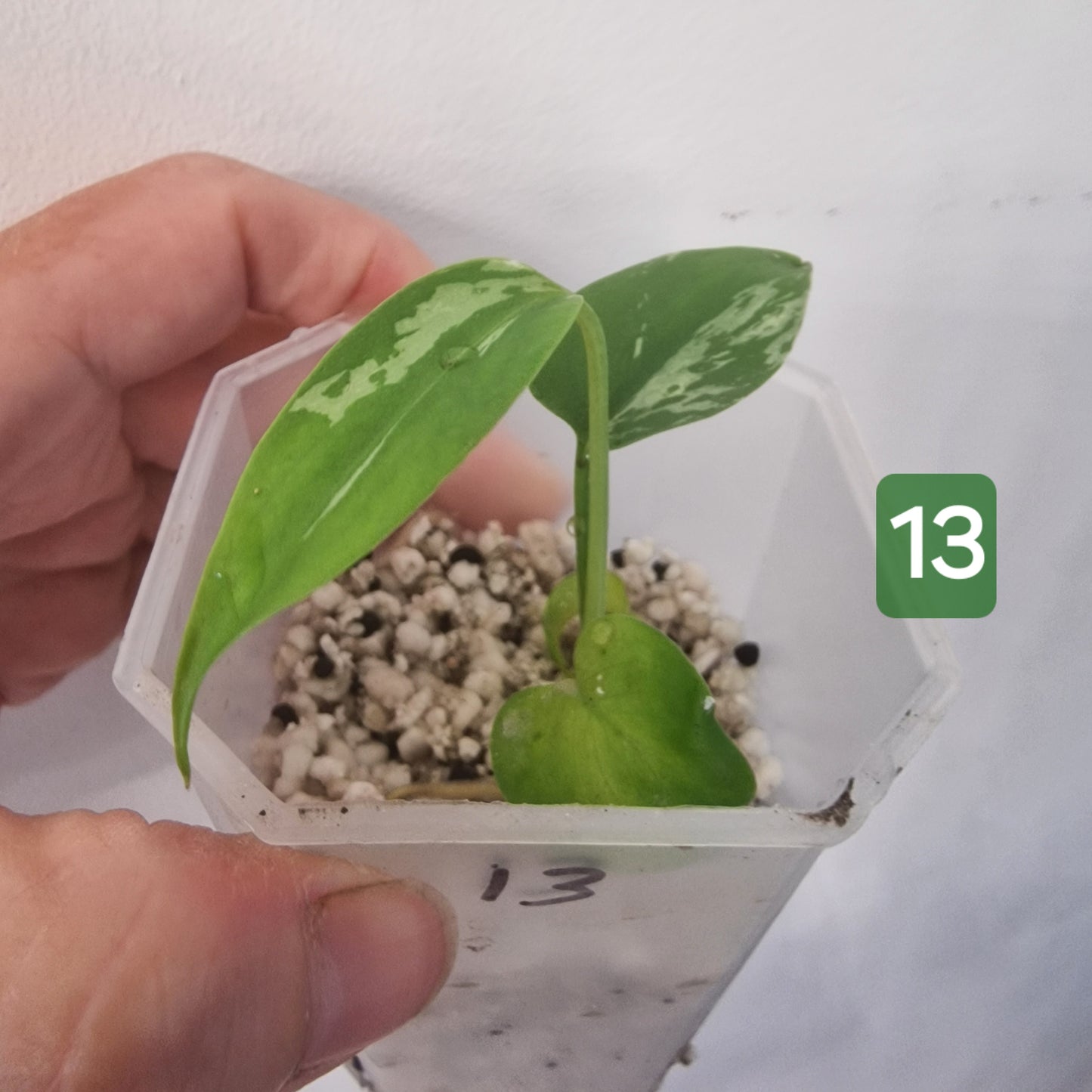 Monstera Bulbasaur – Choose Your Exact Plant see description