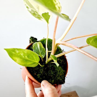 Philodendron Burle Marx Variegata Houseplant 10.5cm pot (3)
