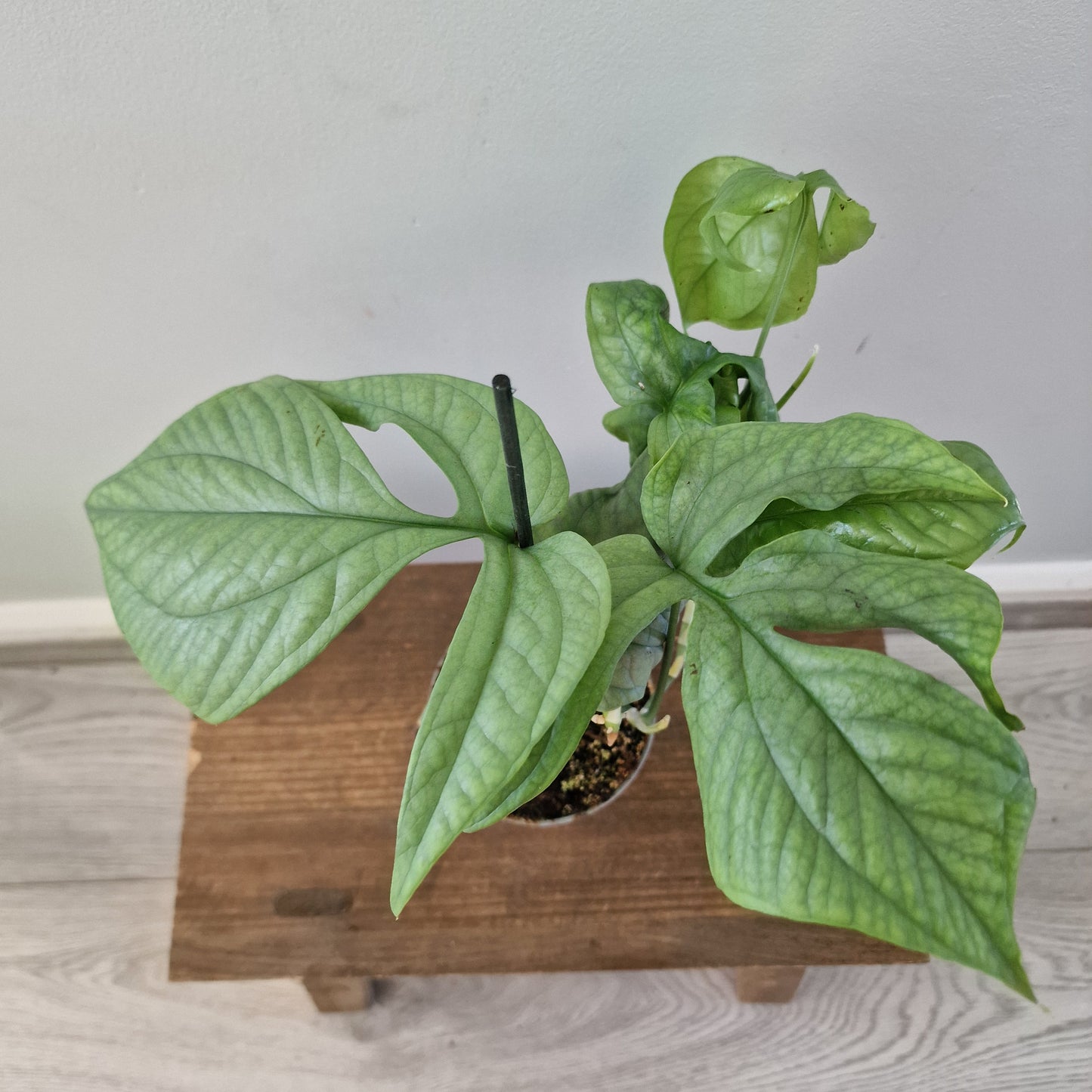 Amydrium Medium Silver – 10cm Pot