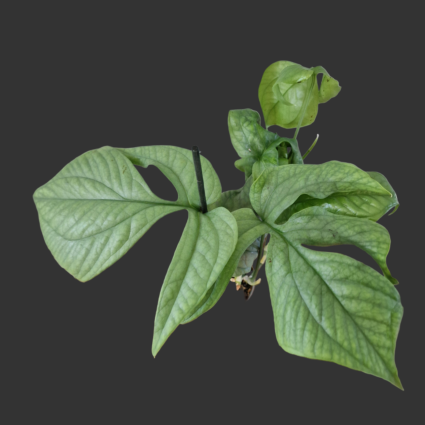 Amydrium Medium Silver – 10cm Pot