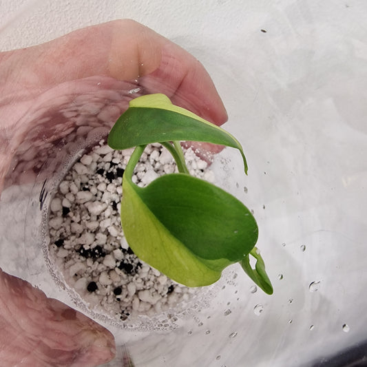 Monstera Electrolight Variegated – Young Plant – Exact Plant #3