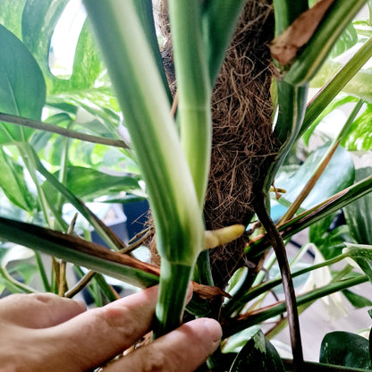 Monstera Albo Top 2 Leaf Cutting