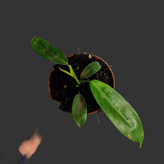 Philodendron Patriciae – 11cm Pot