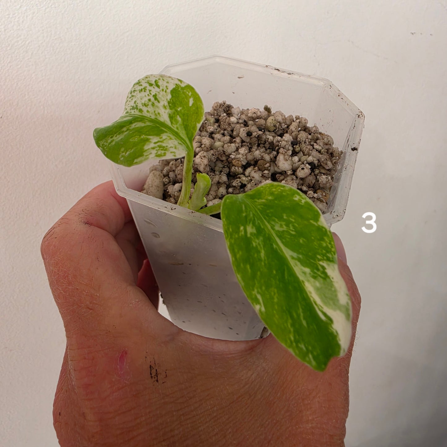 White Monstera – Choose Your Plant