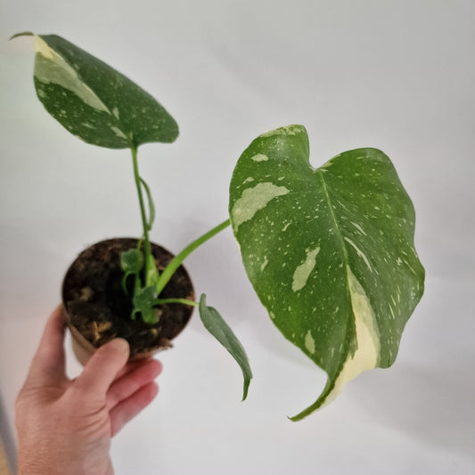 Monstera Thai Constellation Rare Houseplant 11cm pot (1n)