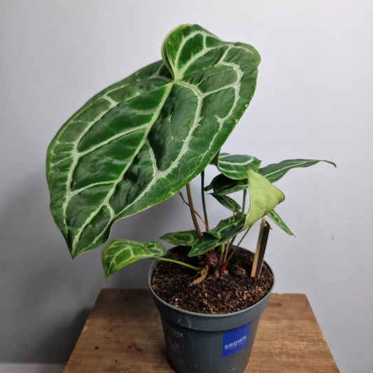 Anthurium Crystallinum ‘Karma Crystal’ Hybrid – 17 cm Pot