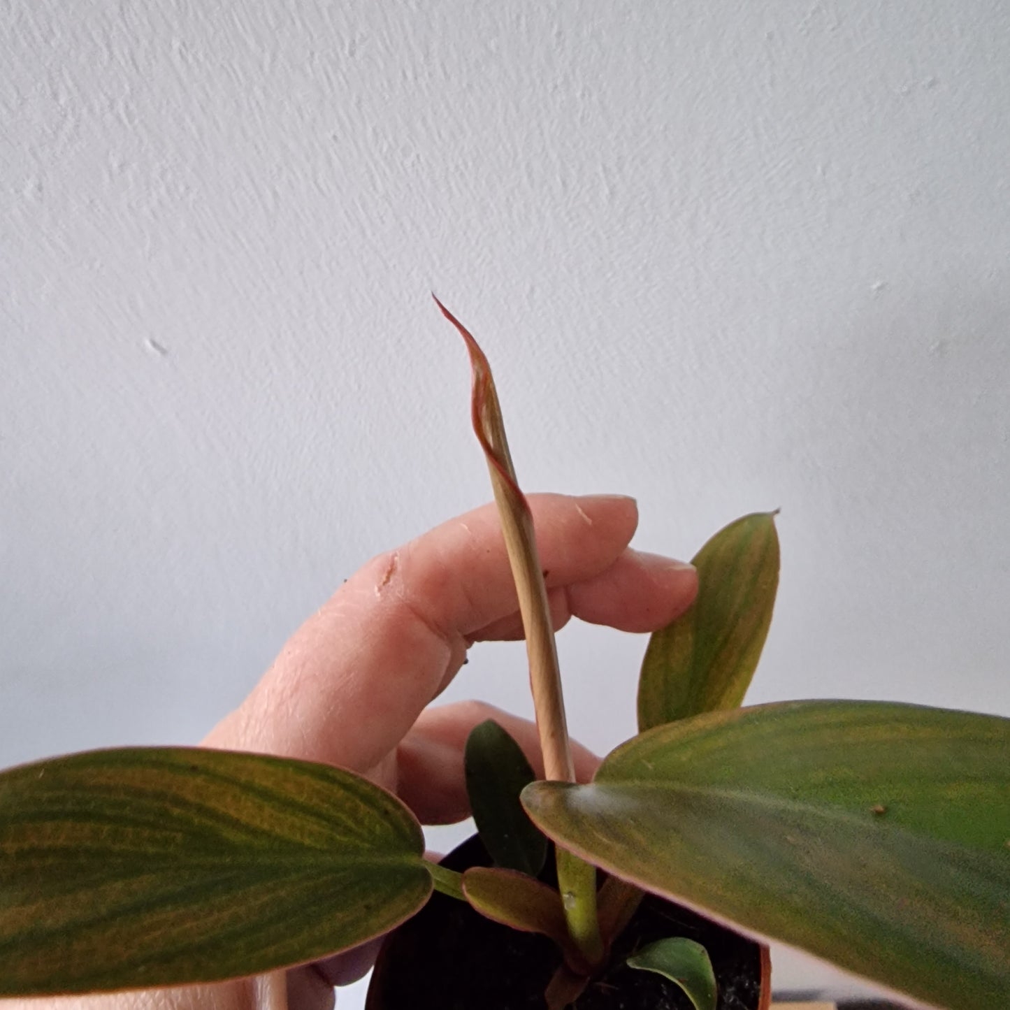 Philodendron Florida Bronze Rare Houseplant 6cm pot
