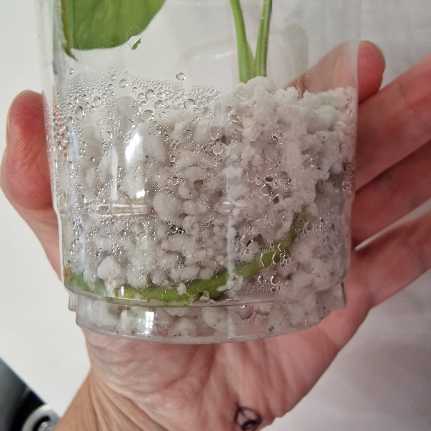 Pre-order Monstera Bulbasaur – Young TC Plantlet Exact Plant (1-16)