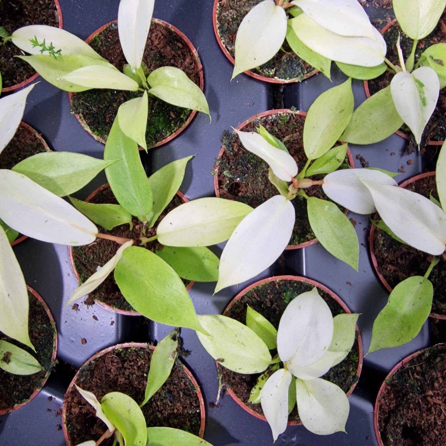 Philodendron Snowdrift – 6cm Pot