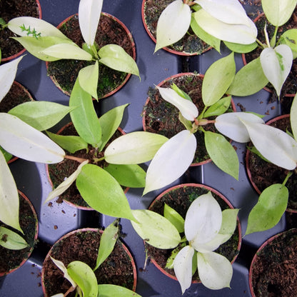 Philodendron Snowdrift – 6cm Pot