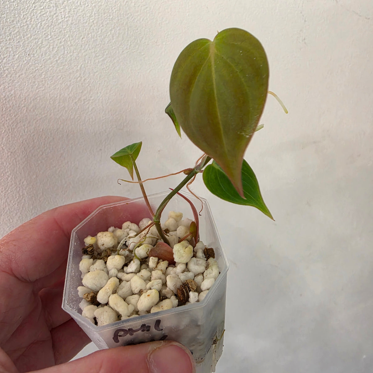 Philodendron Micans Pink Cloud Variegated