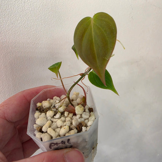 Philodendron Micans Pink Cloud Variegated