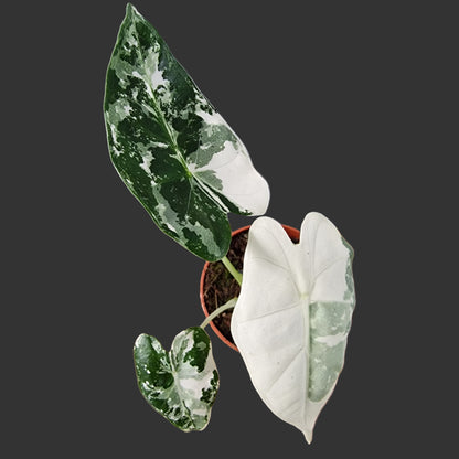 Alocasia Frydek Variegata Rare Houseplant 7cm pot (4)