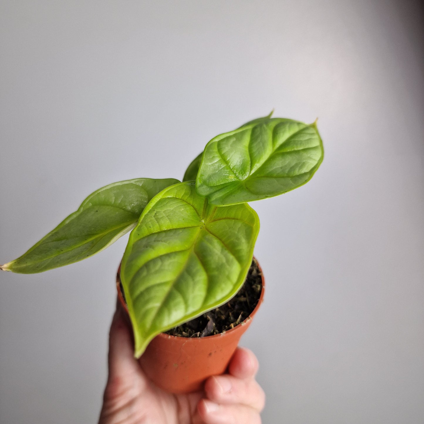 Alocasia Dragon Gold / Aurea – 7 cm Pot