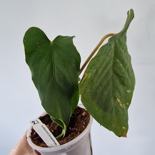 Ecuagenera Rehab Anthurium kunayalense