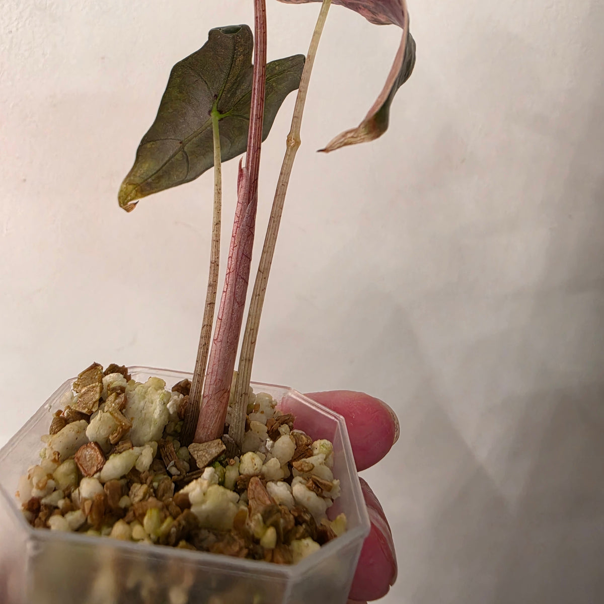 Alocasia Pink Nobilis Variegated – Fully Acclimatised | Exact Plant #6