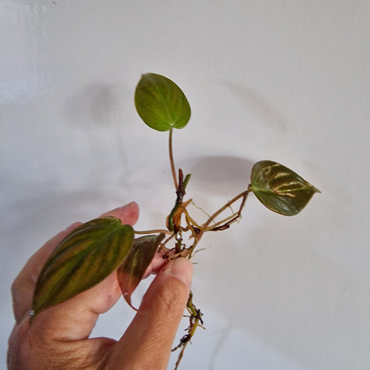 Philodendron Mican was Pink Variegated Top Cutting rooting in Water