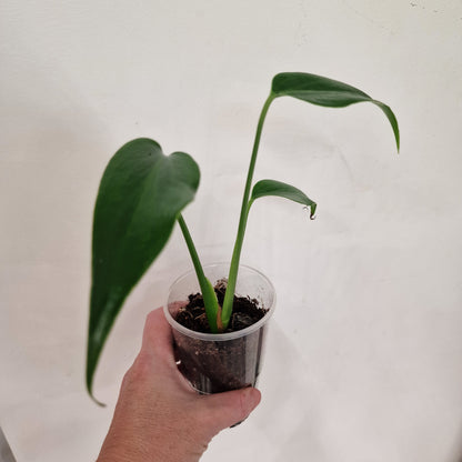 Monstera Burle Marx Flame Rare Houseplant 9cm pot