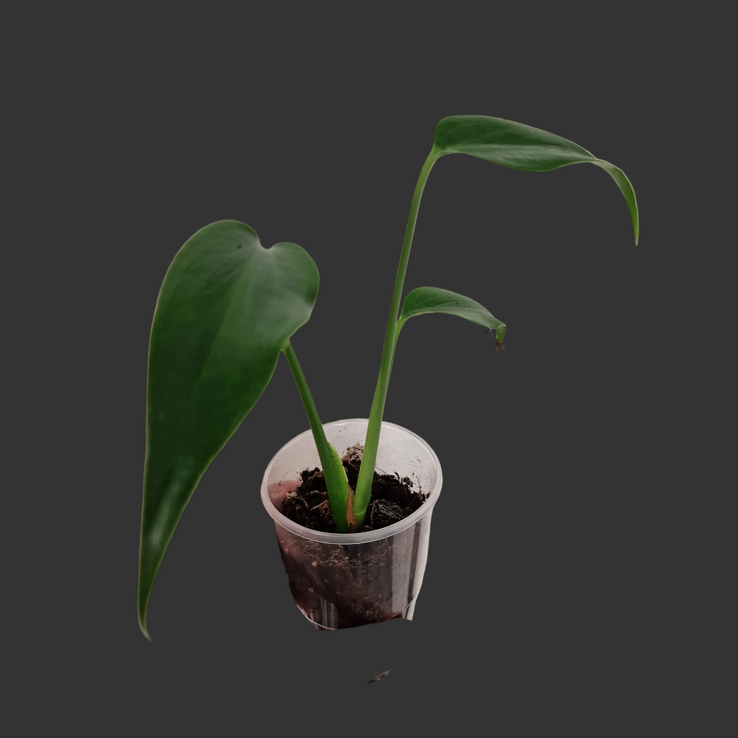 Monstera Burle Marx Flame Rare Houseplant 9cm pot