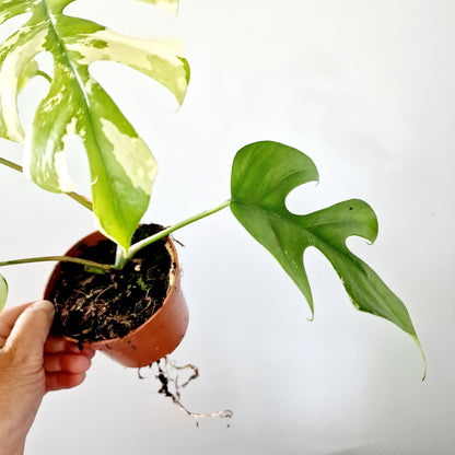 Rhaphidophora Tetrasperma Houseplant 10.5cm pot (1)